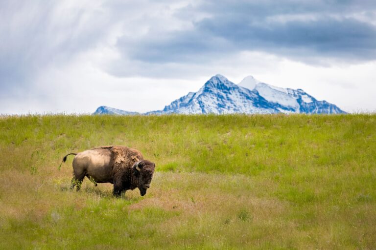 Montana