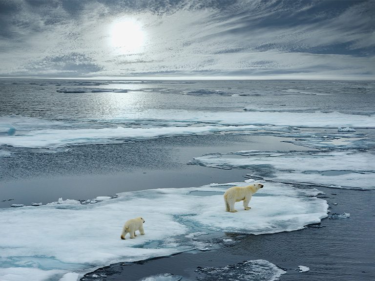 polar bears jpg
